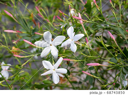 Common jasmine or Jasminum officinale plant with Common jasmine or Jasminum officinale plant with 68743850