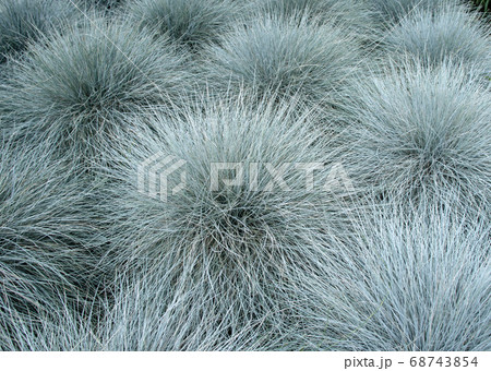 Blue fescue ornamental plants carpet Blue fescue ornamental plants carpet 68743854