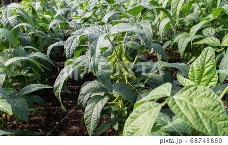Soybean or soya bean plantation. 68743860