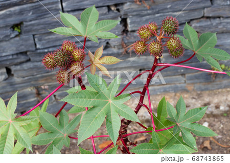Castor oil plants or Ricinus communis 68743865