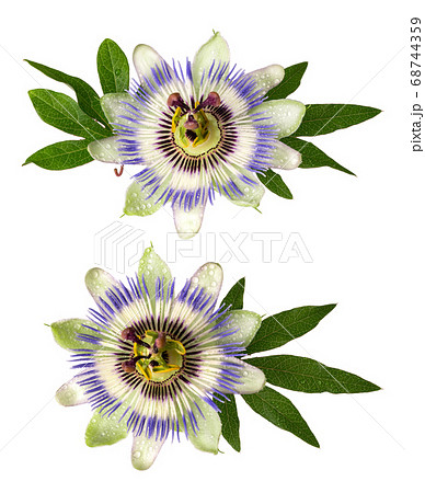 Passiflora (passionflower) isolated on white Passiflora (passionflower) isolated on white 68744359