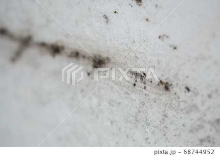 black mold damage to home 68744952