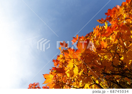 autumn leaves autumn leaves 68745034
