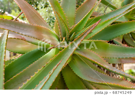 Red Hot Poker, Aloe Arborescens, Aloeacceae from South Africa Red Hot Poker, Aloe Arborescens, Aloeacceae from South Africa 68745249