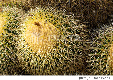 Close up Golden Barrel, cactus ball, Echinocactus Grusonii, Cactaceae 68745274
