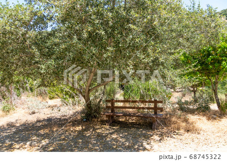 Little wood bench inside next to a tree on Santa Catalina Island 68745322