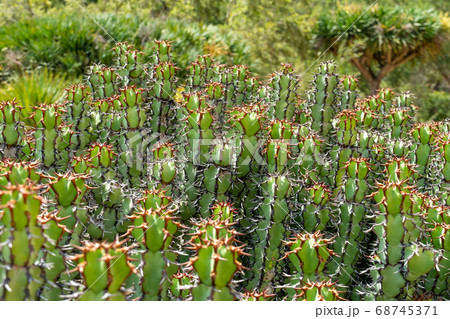 Euphorbia is a very large and diverse genus of flowering plants, commonly called spurge Euphorbia is a very large and diverse genus of flowering plants, commonly called spurge 68745371