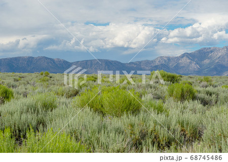 Green wild land with sagebrush plant and mountain in the background next the Lake Crowley Green wild land with sagebrush plant and mountain in the background next the Lake Crowley 68745486