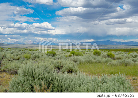 Green wild land with sagebrush plant and mountain in the background next the Lake Crowley 68745555