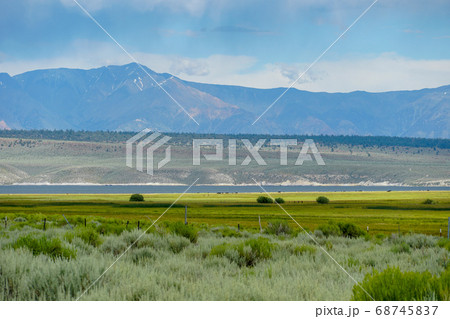 Green wild land with sagebrush plant and mountain in the background next the Lake Crowley 68745837