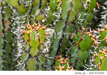 Euphorbia is a very large and diverse genus of flowering plants, commonly called spurge Euphorbia is a very large and diverse genus of flowering plants, commonly called spurge 68745900