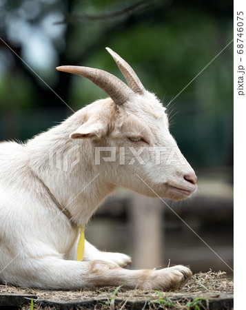 ヤギ ヤギ 68746075
