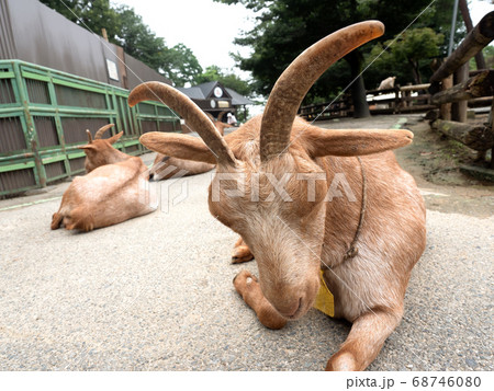 ヤギ 68746080