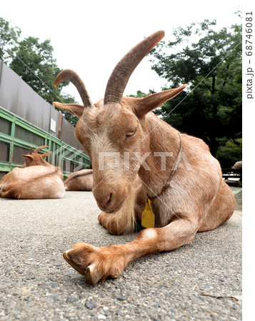 ヤギ ヤギ 68746081