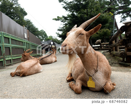 ヤギ ヤギ 68746082