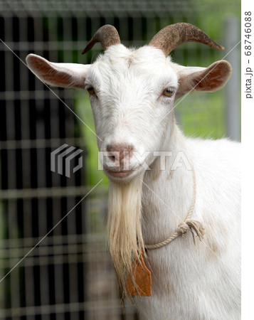 ヤギ ヤギ 68746088