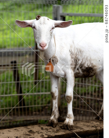 ヤギ ヤギ 68746093