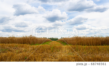 Field of golden ripe dry wheat ready for harvest Field of golden ripe dry wheat ready for harvest 68746561