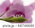 雫（しずく）フォトをピンクの花で3個並べて撮影してみた 68746680