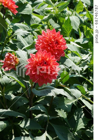 ダリアの花 68746787