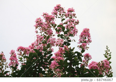 花 花 68746867