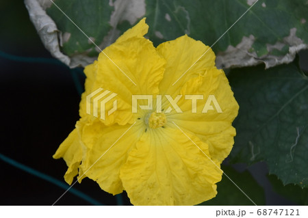 黄色い花 68747121