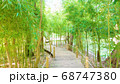 日本の夏、竹林 68747380