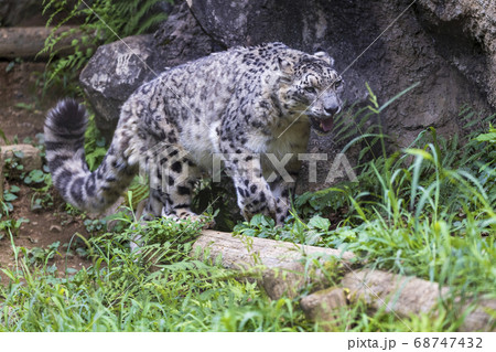 多摩動物公園, ユキヒョウ, Snow Leopard 多摩動物公園, ユキヒョウ, Snow Leopard 68747432