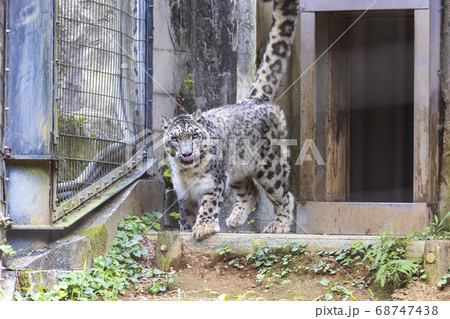 多摩動物公園, ユキヒョウ, Snow Leopard 68747438