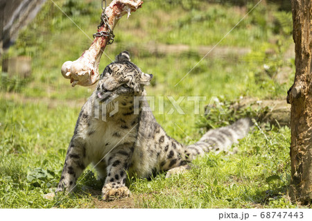 多摩動物公園, ユキヒョウ, Snow Leopard 68747443