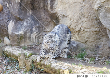 多摩動物公園, ユキヒョウ, Snow Leopard 多摩動物公園, ユキヒョウ, Snow Leopard 68747450