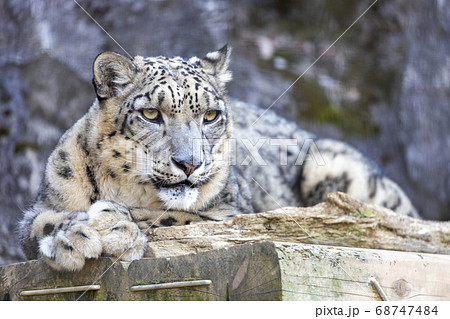 多摩動物公園 ユキヒョウ Snow Leopardの写真素材