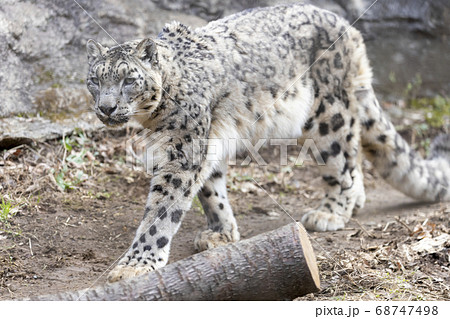 多摩動物公園, ユキヒョウ, Snow Leopard 68747498