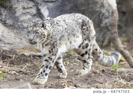 多摩動物公園, ユキヒョウ, Snow Leopard 68747503