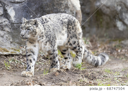 多摩動物公園, ユキヒョウ, Snow Leopard 68747504
