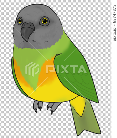 塞內加爾鸚鵡 68747875