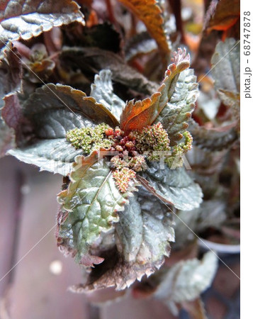 ピレア エレン ピレア エレン 68747878