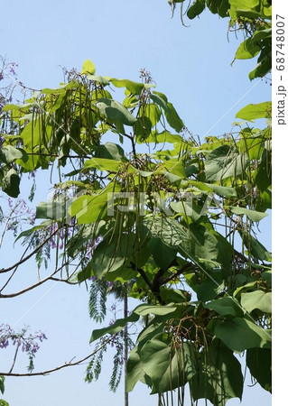 キササゲの若い実 キササゲの若い実 68748007