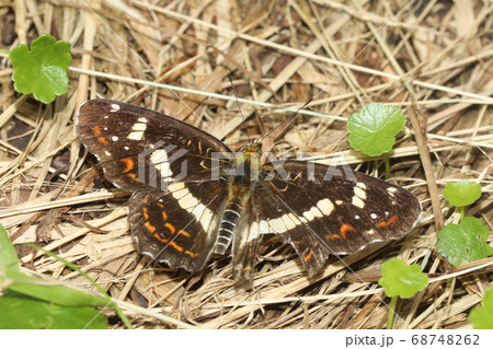 サカハチチョウ 68748262