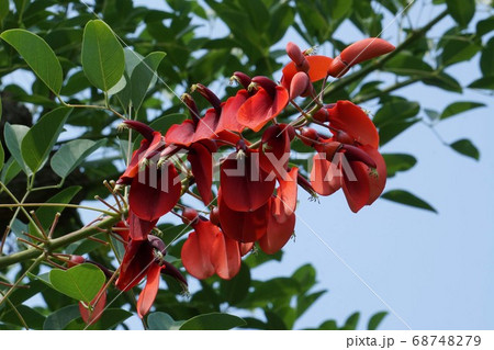 鮮やかなアメリカデイゴの赤い花 鮮やかなアメリカデイゴの赤い花 68748279