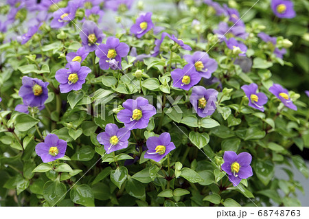 青紫のエキザカムの花 68748763