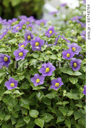 エキザカムの青紫の花 エキザカムの青紫の花 68748764