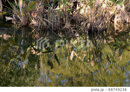 庄内緑地公園点景 庄内緑地公園点景 68749236