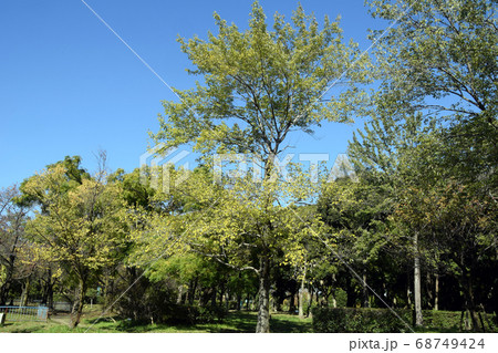 庄内緑地公園点景 庄内緑地公園点景 68749424