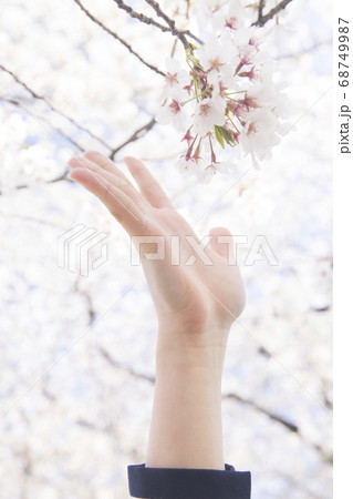桜と女子中学生 68749987