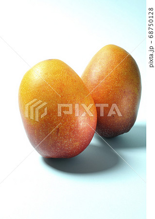 夏が旬の果物マンゴーを水色の背景紙で撮影の写真素材