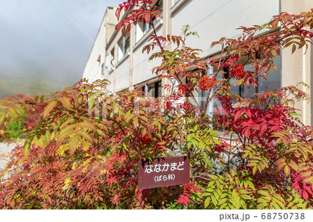 黒部 (10月　秋　晴れ) 68750738