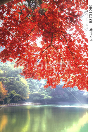 水辺の紅葉風景 修法ケ原池【縦構図】 68751066