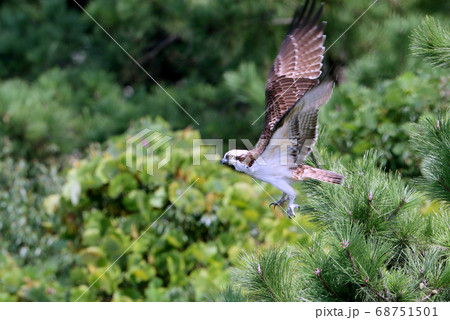 ミサゴ ミサゴ 68751501