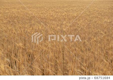 golden wheat field in summer. sunrise on the wheat field with rye . summer wheat golden wheat field in summer. sunrise on the wheat field with rye . summer wheat 68751684